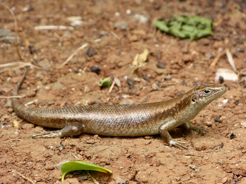 Le Gecko géant de Mayotte
