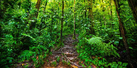 Sentier à travers la forêt luxuriante de Mayotte