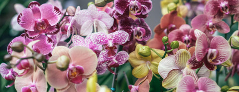 Orchidées