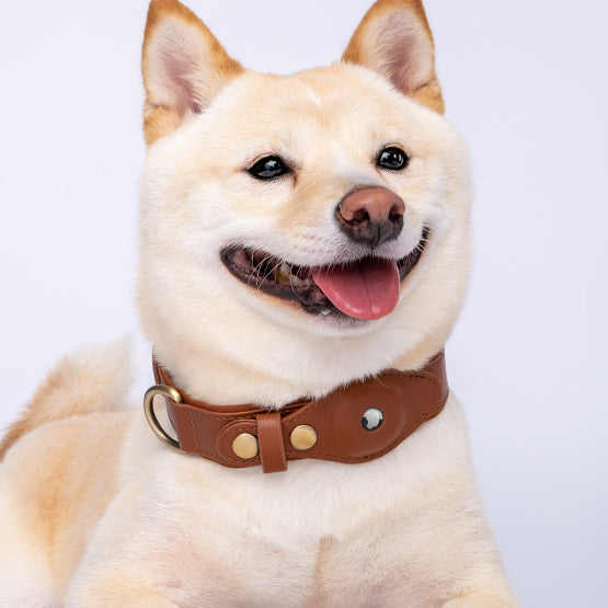 Dog Collar Indestructible Dog Collar Airtag Leather Pearls and Diamonds Dog  Collar Pet Dog Chain Cat Collar Adjustable Dog Collar Pet Collar Ring Box