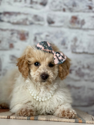Mini Female