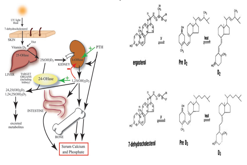 La osteoporosis su relación con la vitamina D