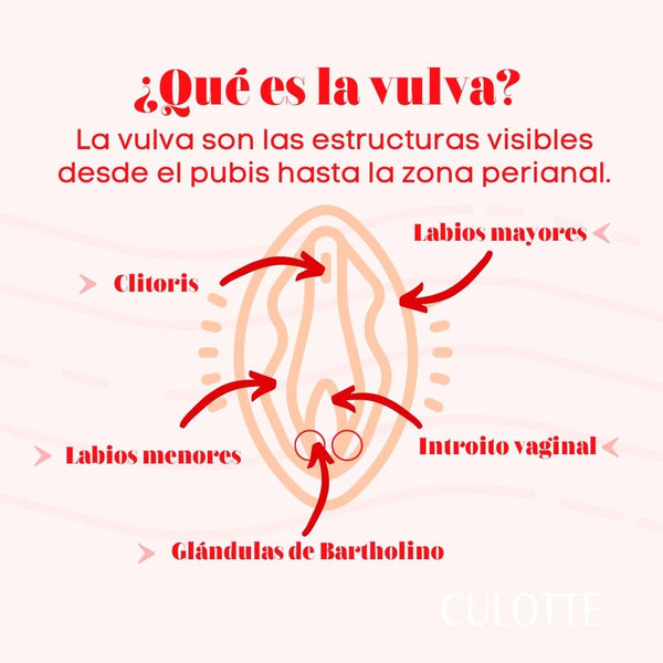 Todo Sobre La Anatomía De La Vulva Culotte Ciclo Consciente