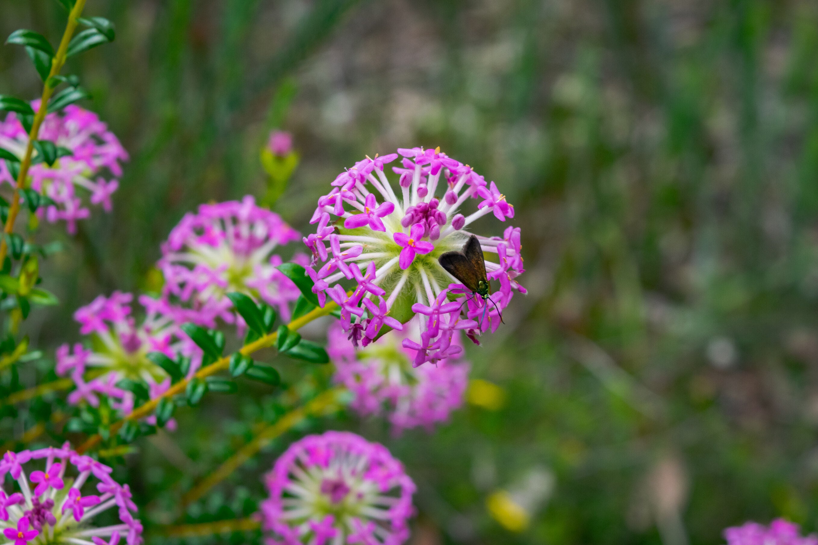 Kondil Wildflower Park