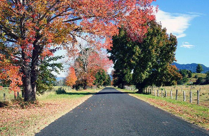 Blooming trees at Roses Park 