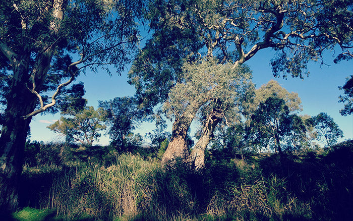 Burra Gorge