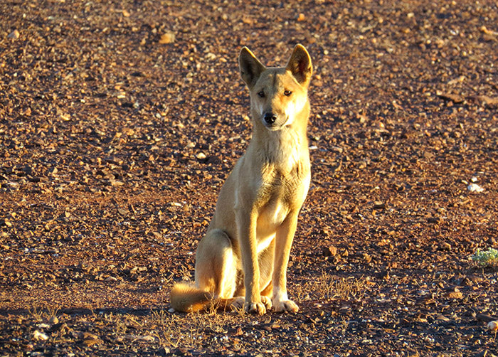 dingo