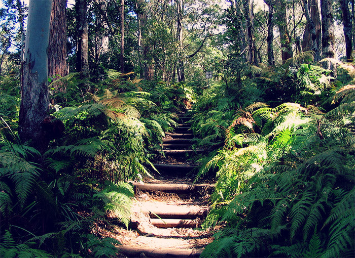 Ellenborough forrest staircase