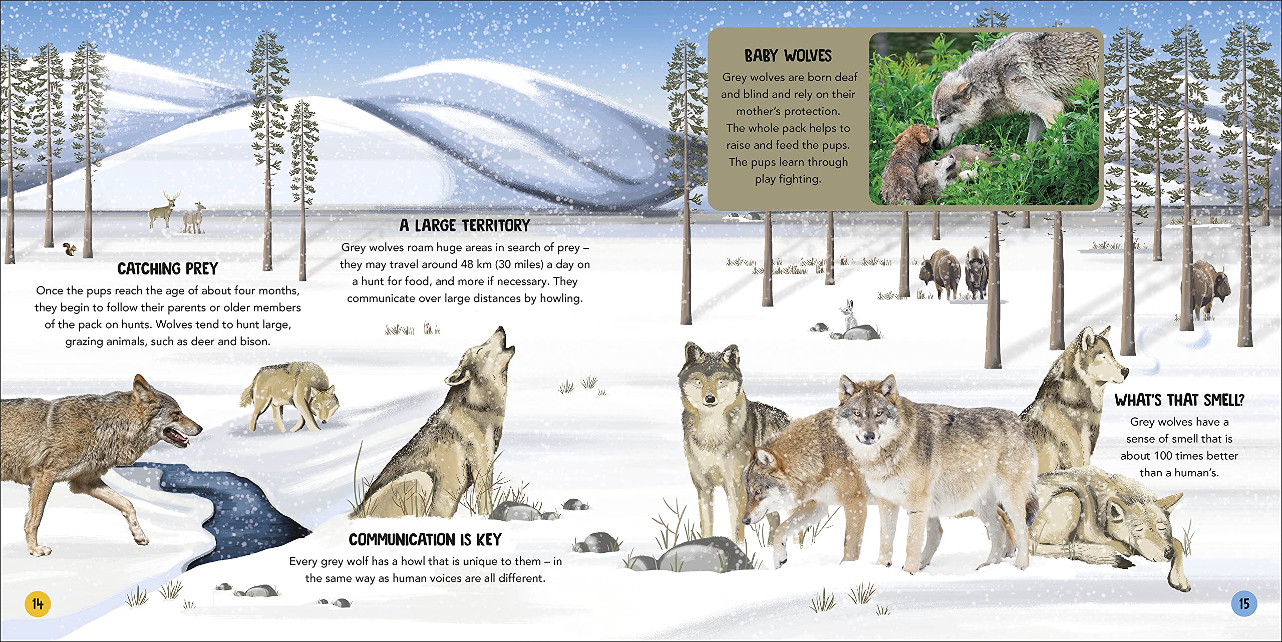 Buy Animal Teams: How Amazing Animals Work Together in the Wild – The ...