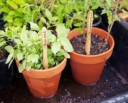 plant pots with bamboo toothbrush 