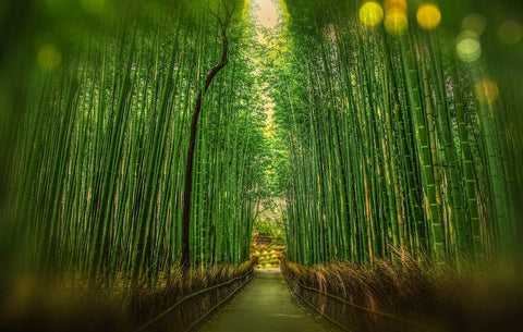 Bamboo Forest