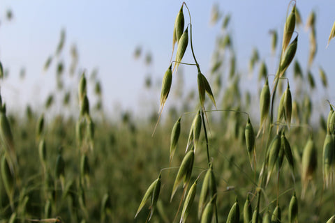 Grain in Sunny Field 