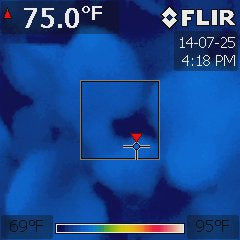 Nicotiana benthamiana under a BD240-U at 75 °F