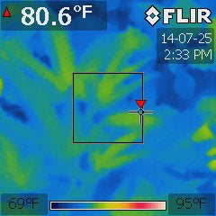 Cannabis hybrid under a 200W compact fluorescent at 75 °F