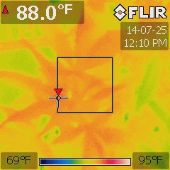 Cannabis hybrid under a 200W compact fluorescent at 84 °F