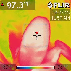 Garcinia xanthochymus under a 200W compact fluorescent at 84 °F