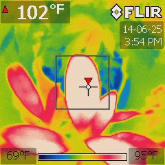 Garcinia xanthochymus under a 1000W HPS at 75 °F