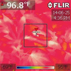 Cannabis hybrid under a 1000W HPS at 84 °F