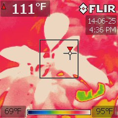 Garcinia xanthochymus under a 1000W HPS at 84 °F