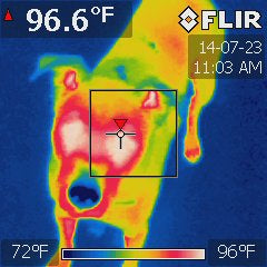 FLIR image of the Black Dog