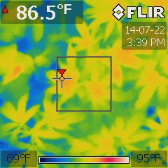 Cannabis hybrid under a 1000W MH at 75 °F