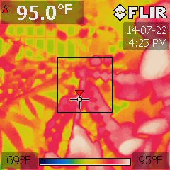 Averrhoa carambola under a 1000W MH at 84 °F