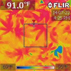 Cannabis hybrid under a 1000W MH at 84 °F