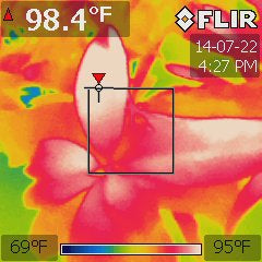 Garcinia xanthochymus under a 1000W MH at 84 °F