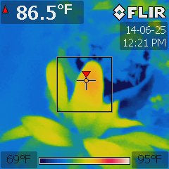 Garcinia xanthochymus under a Platinum XL-U at 75 °F