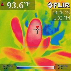 Garcinia xanthochymus under a Platinum XL-U at 84 °F