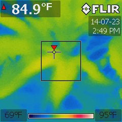 Cannabis hybrid under a 324W T5 fluorescent at 75 °F