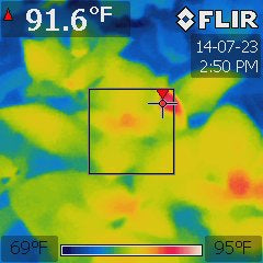 Ocimum basilicum under a 324W T5 fluorescent at 75 °F