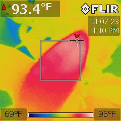 Garcinia xanthochymus under a 324W T5 fluorescent at 84 °F