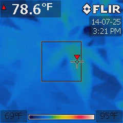 Cannabis hybrid under a 240W all-white LED at 75 °F