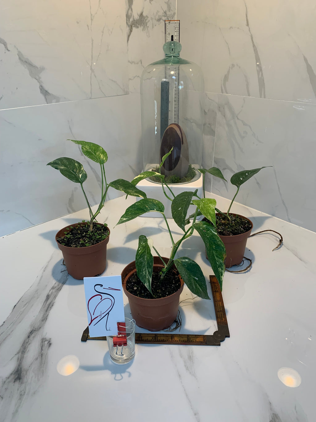 Epipremnum Pinnatum Albo A2 – Zero's Plants