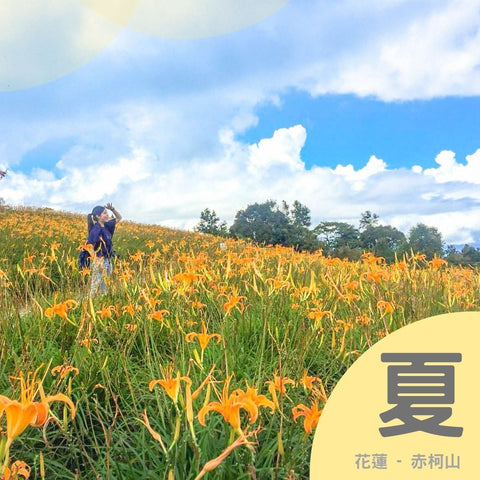 高山金針花花海