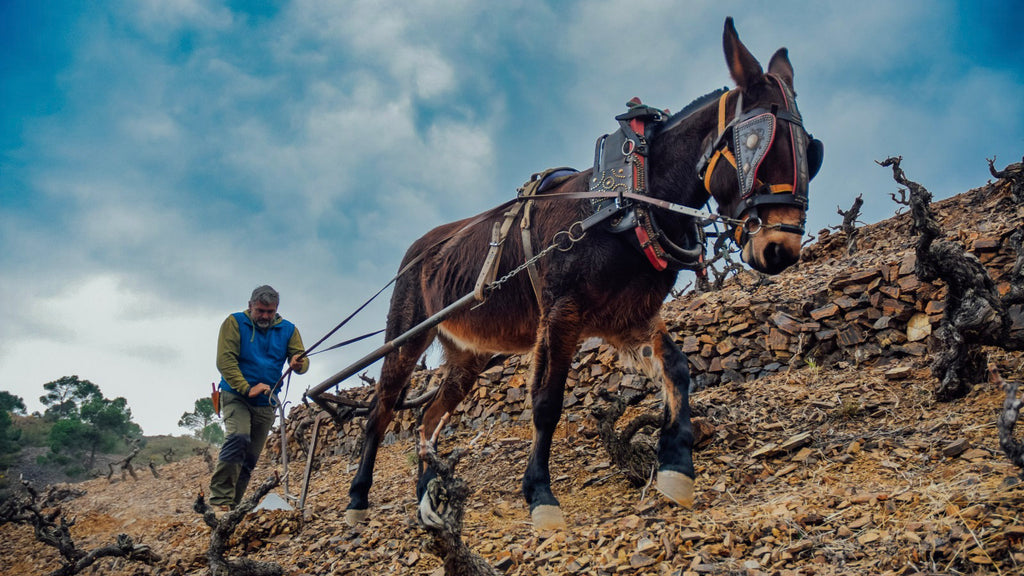 A farm ploughing his vineyard with a donkey-pulled plough