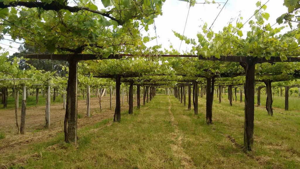 Pergolas in use in a vineyard in Rias Baixas, Galicia