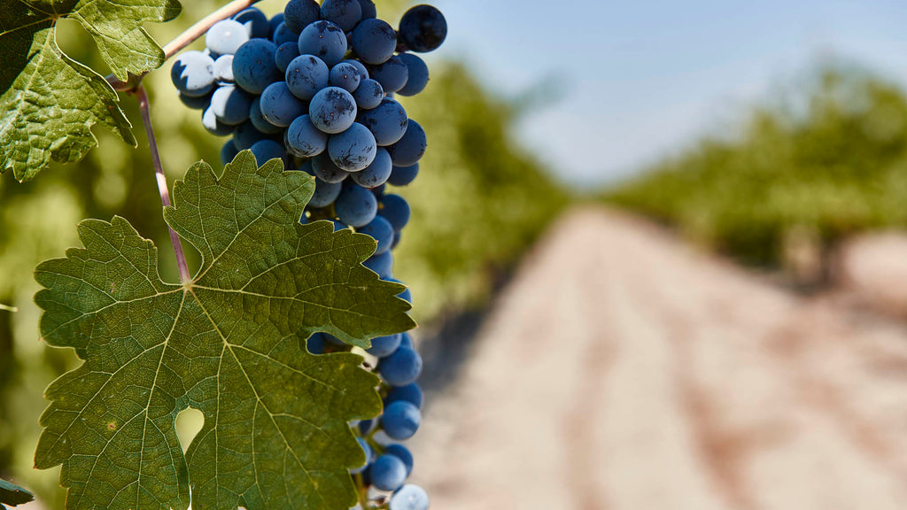 Spanish wine grape Tempranillo on vines in a vineyard