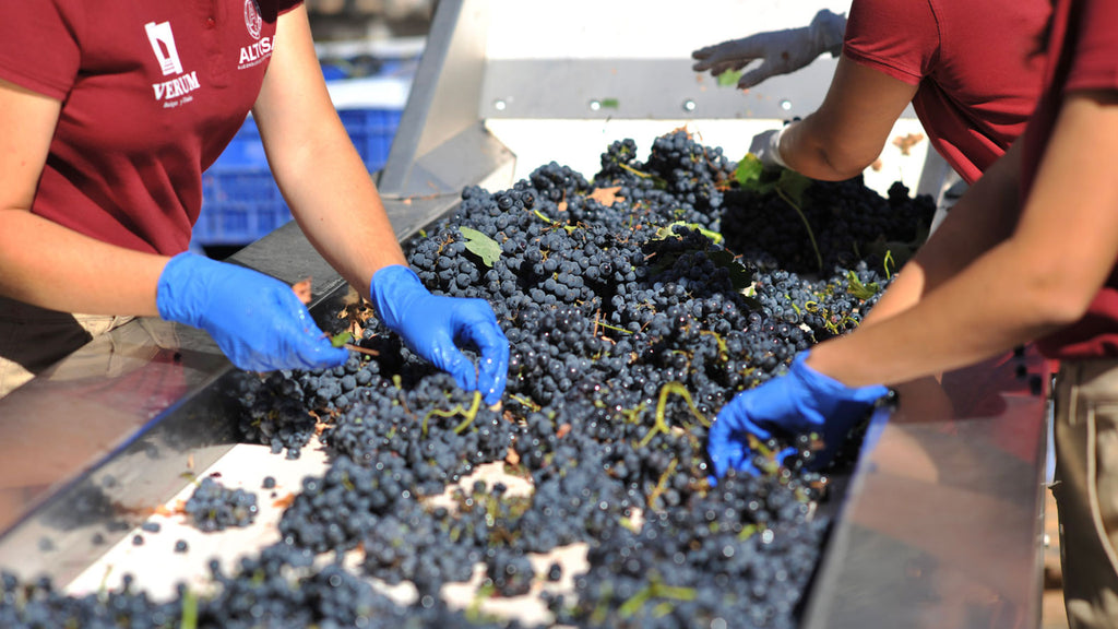 Sorting grapes during the harvest at Spanish vineyard Bodegas Verum