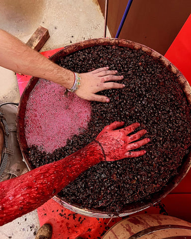 Punching down wine grapes by hand at Spanish winery Altolandon
