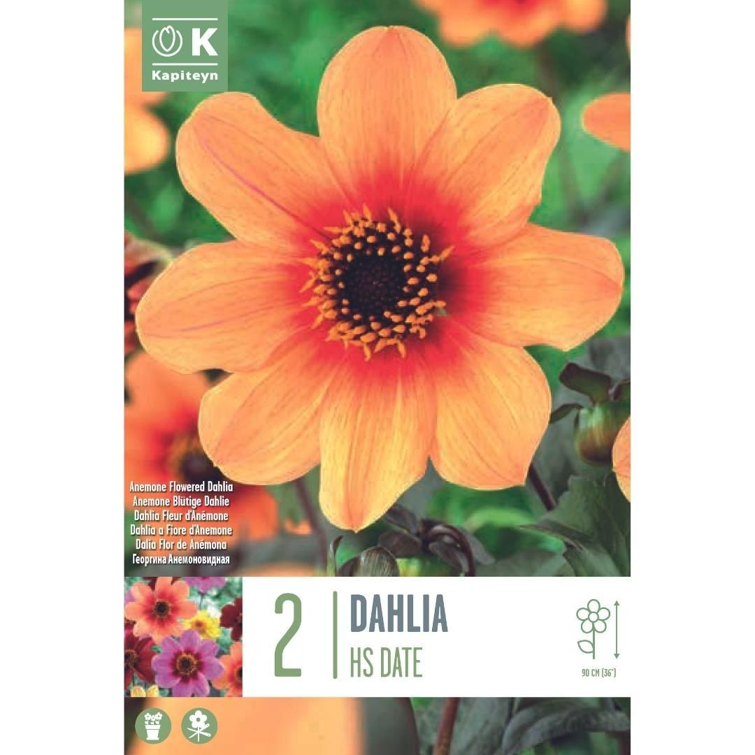 Summer Bulbs Buy 3 get 1 Free-Dahlia Kelsey Annie Joy