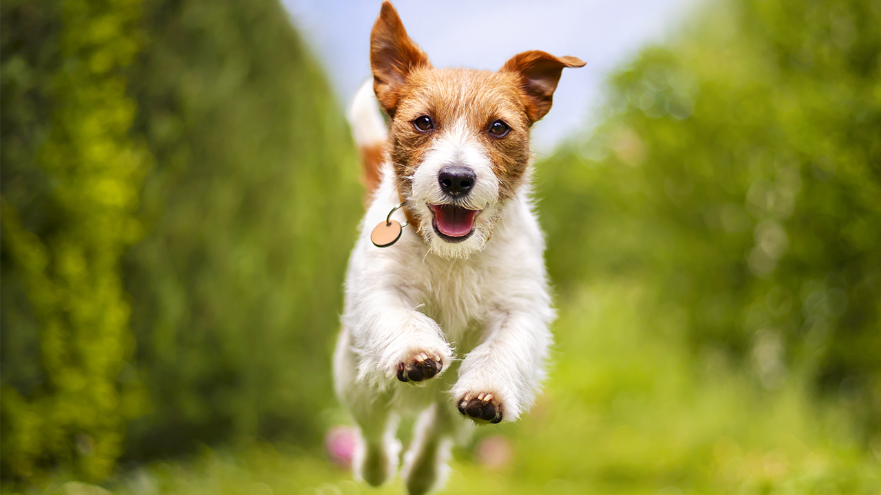 The Ultimate Guide to Keeping Your Dog Safe, Happy and Healthy: From T ...