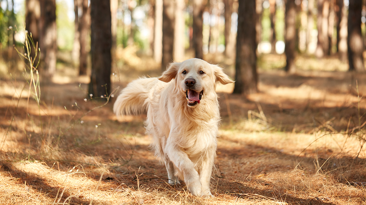 Why do dogs need probiotics?