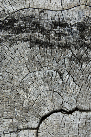 Tree Ring. close up photograph by artist Jess Alice. Macro image of a tree showcasing the natural beauty within the ages