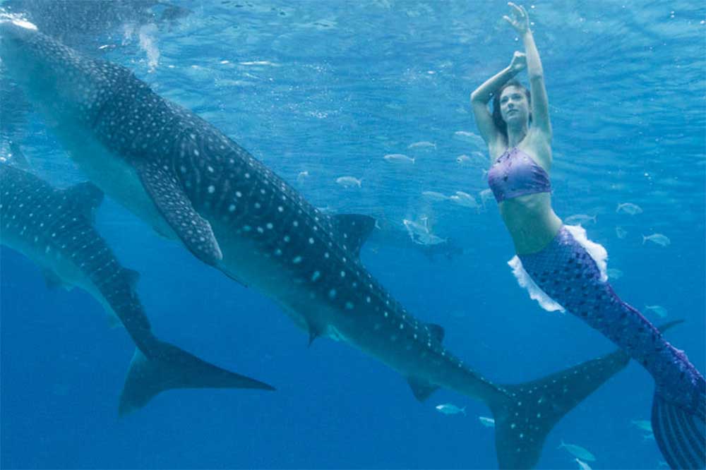 Schwimmen wie bei H2O - Meerjungfrauenschwimmen mit Walhaien auf den Malediven