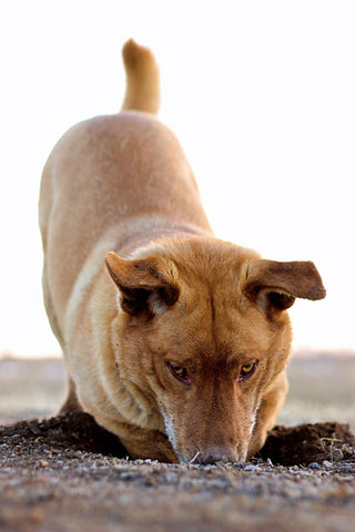 Naughty dog digging in backyard