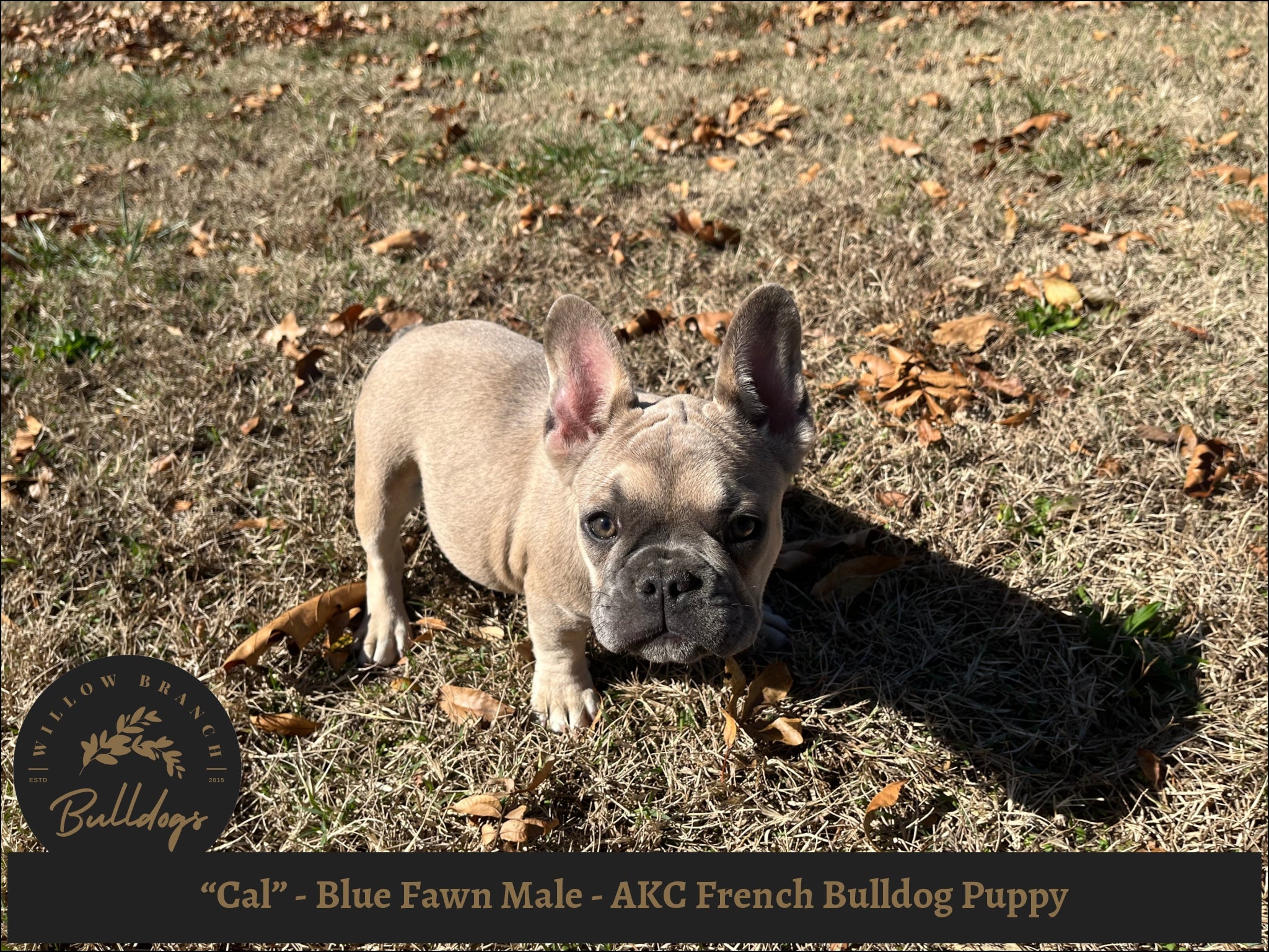 are chocolate french bulldogs akc