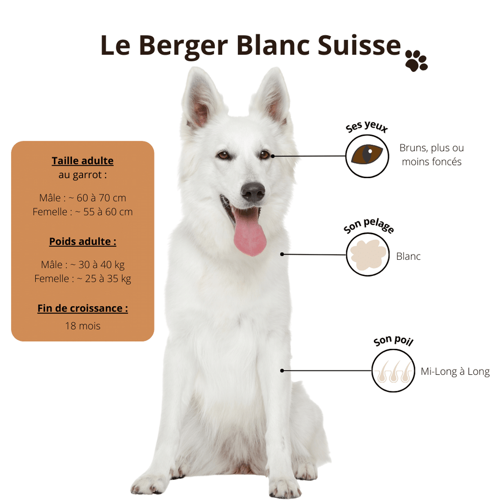 berger blanc suisse taille poids couleur