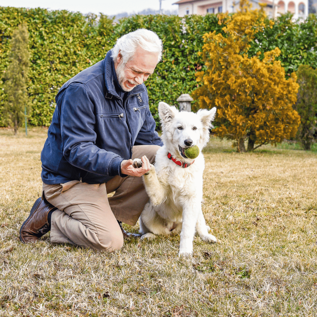 Berger-Blanc-Suisse-socialisation-alimentation-croquettes-sans-céréales